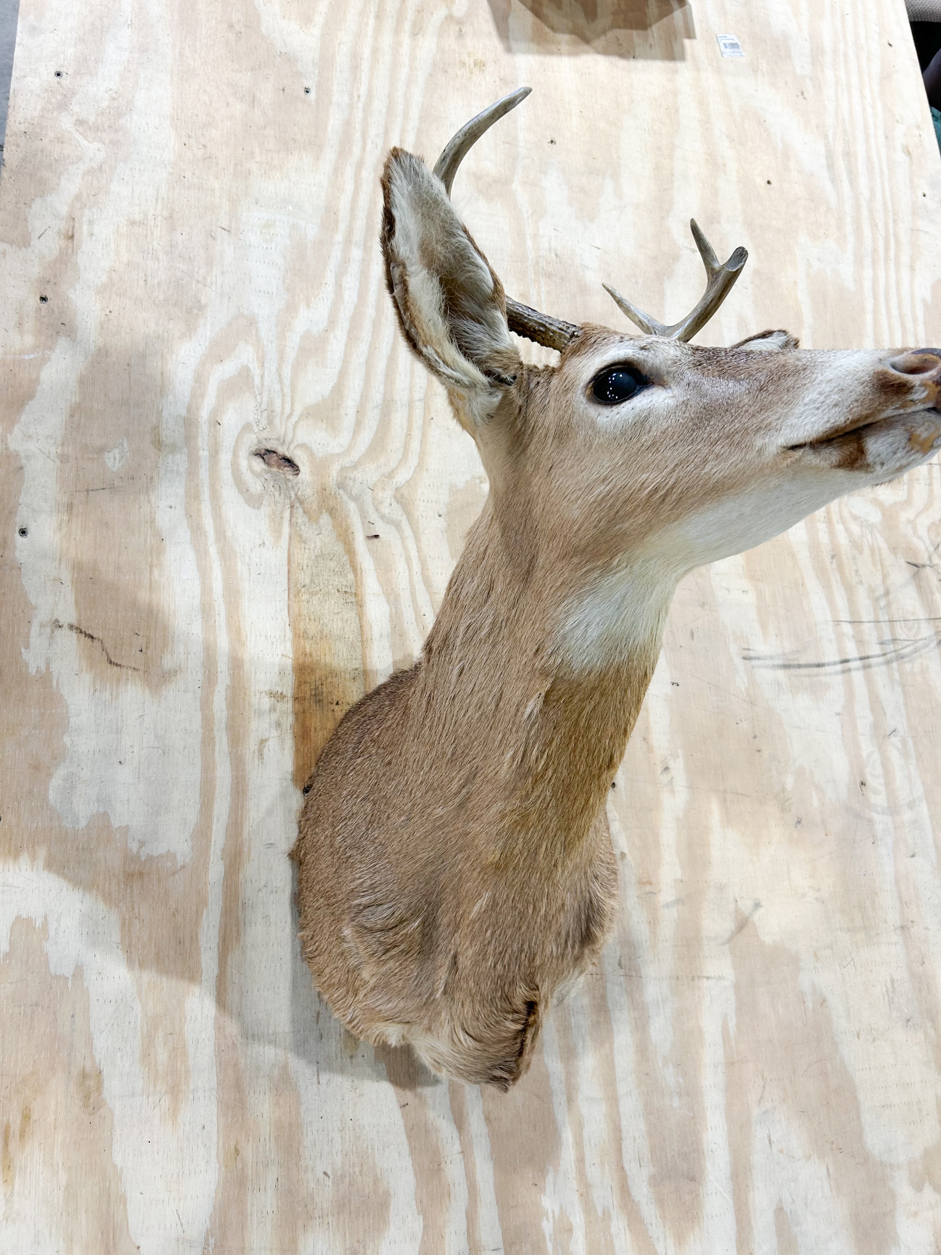 DEER TAXIDERMY SHOULDER MOUNT