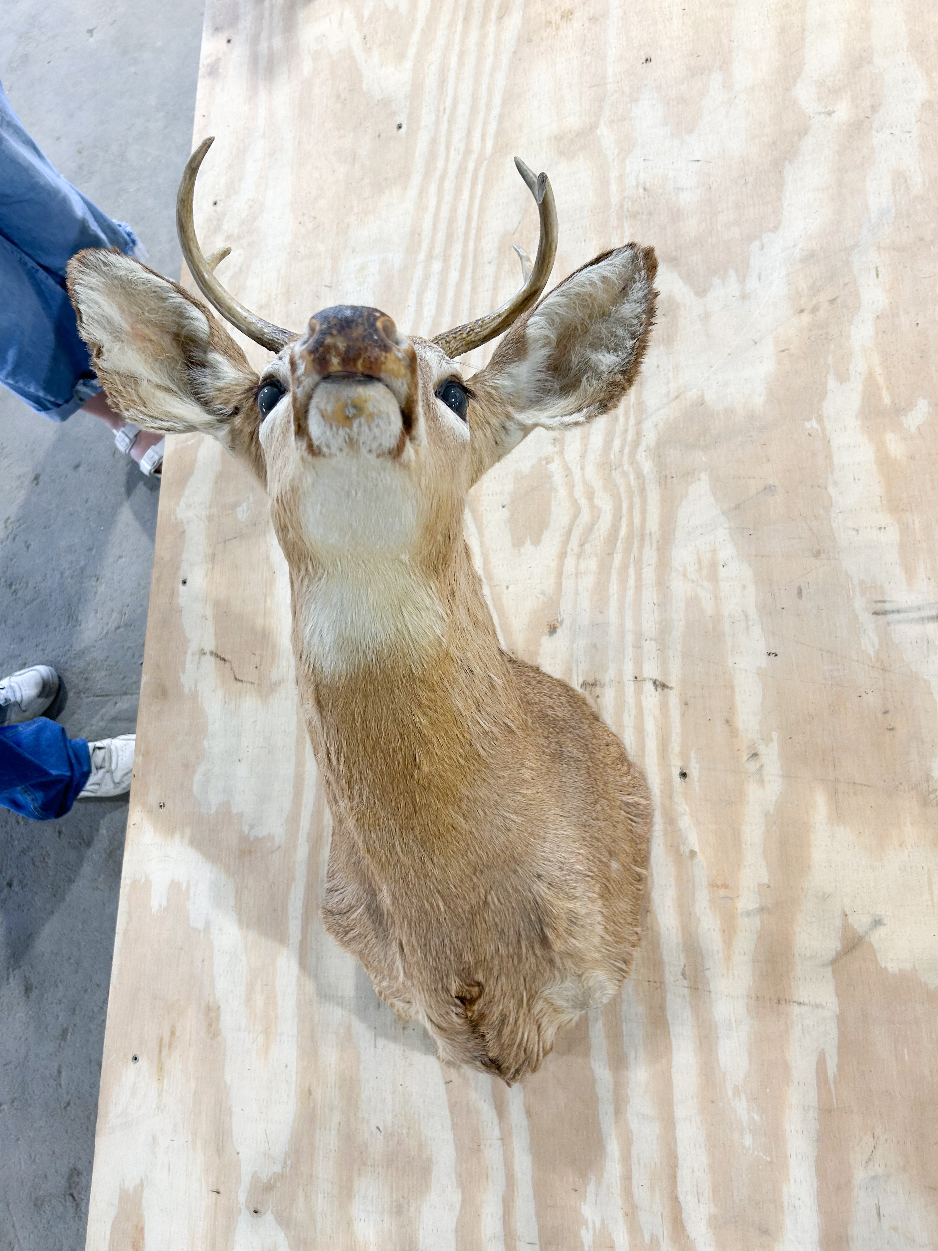 DEER TAXIDERMY SHOULDER MOUNT