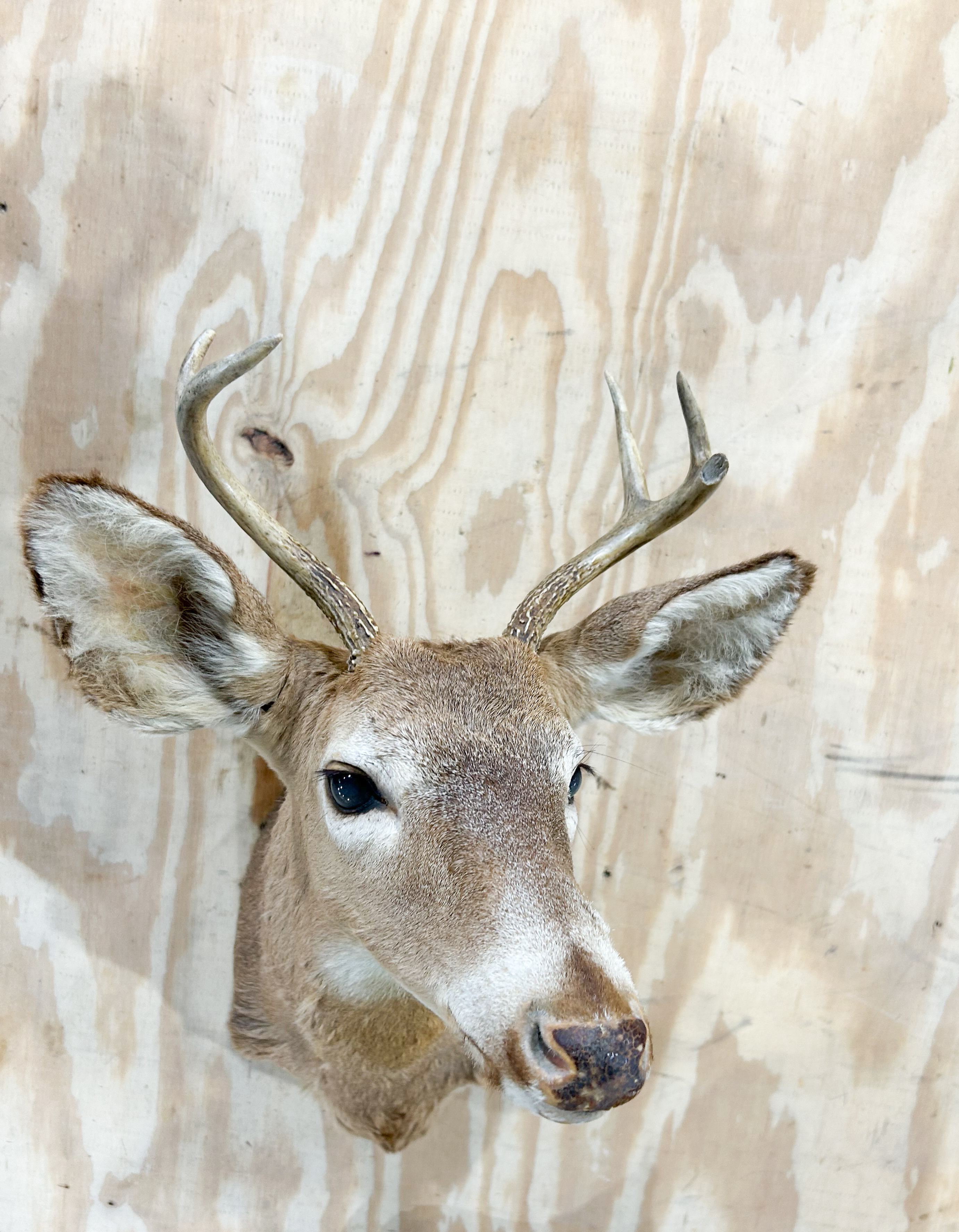 DEER TAXIDERMY SHOULDER MOUNT