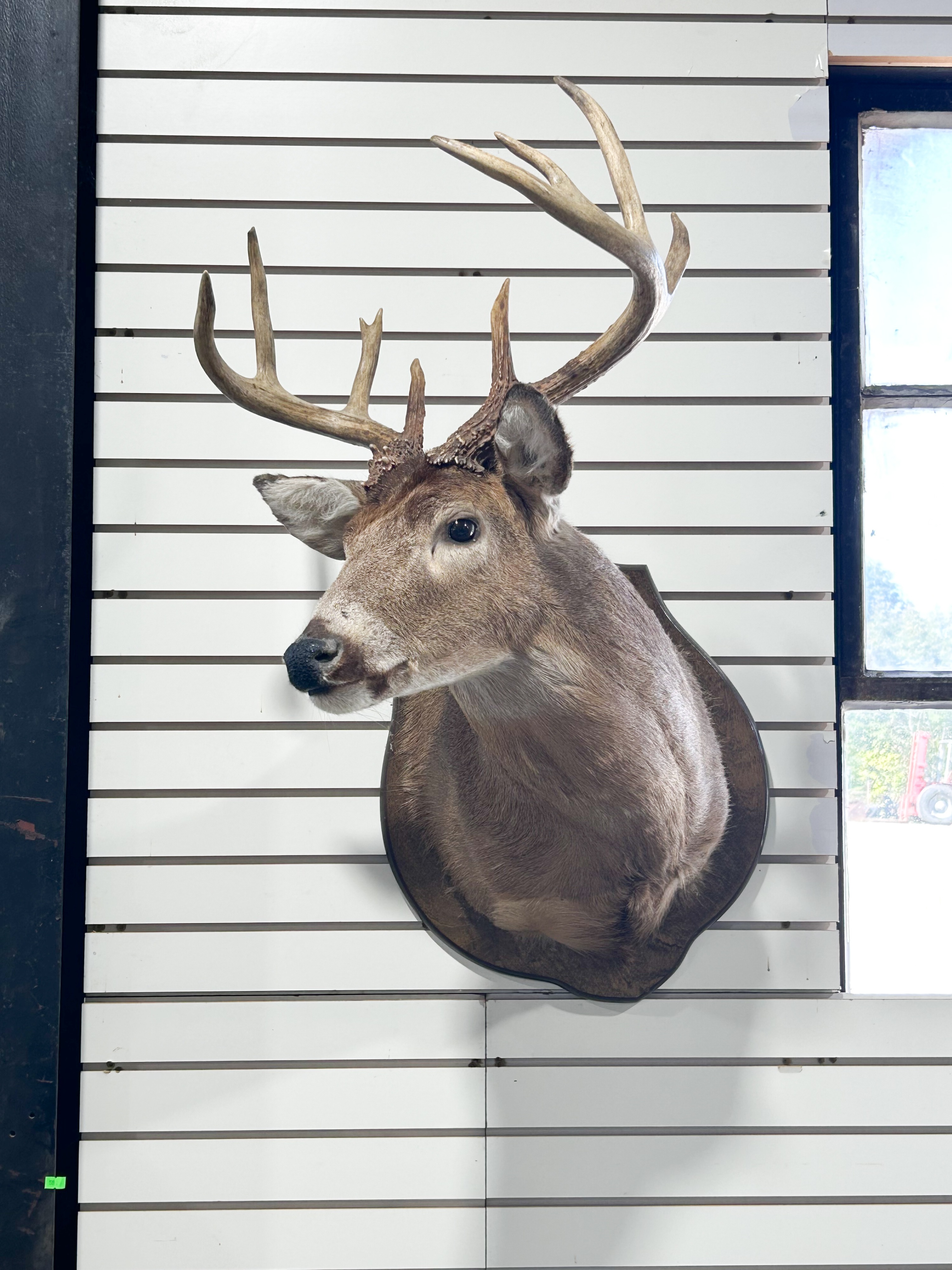 WHITE-TAILED DEER TAXIDERMY SHOULDER MOUNT