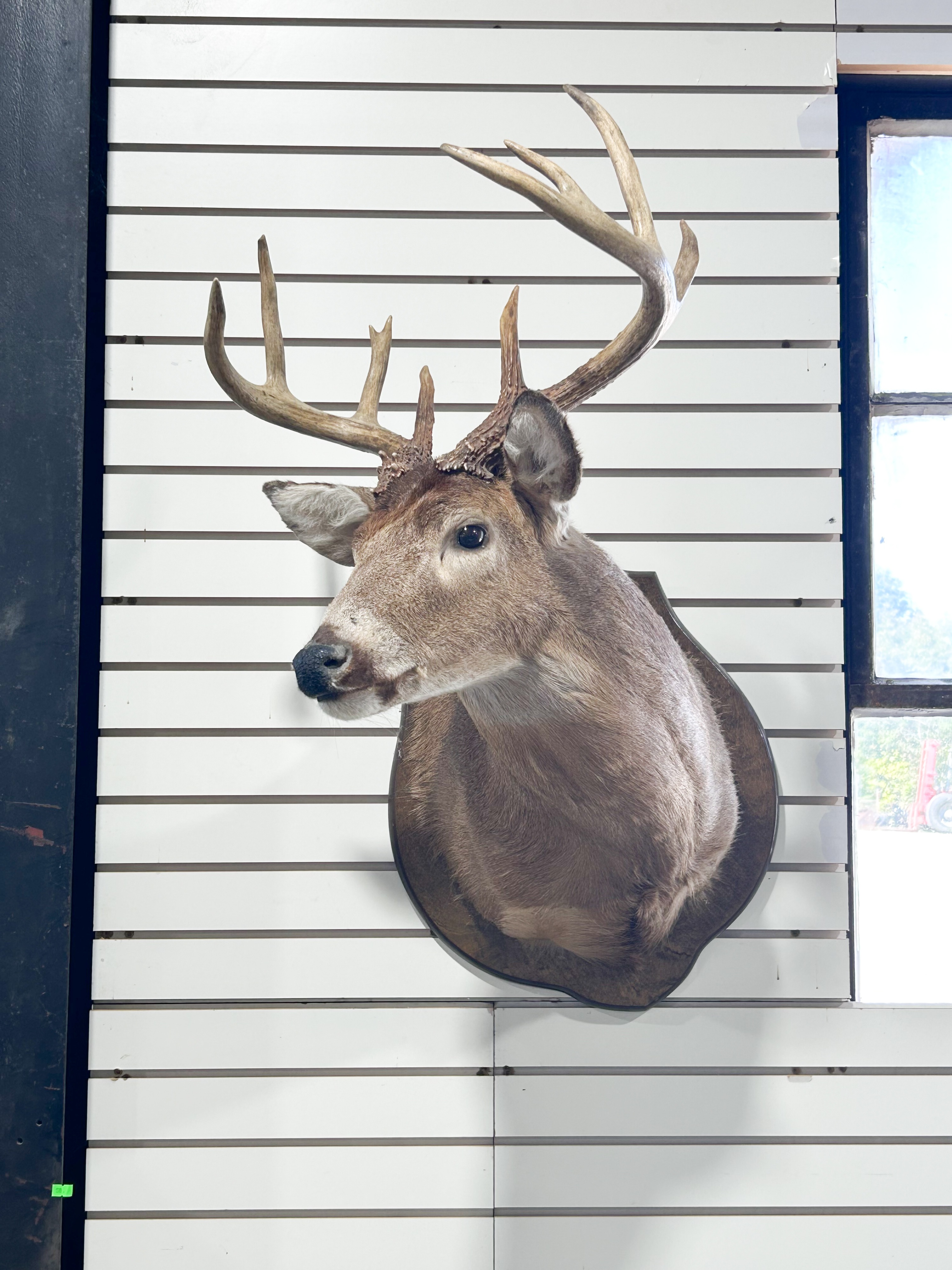 WHITE-TAILED DEER TAXIDERMY SHOULDER MOUNT