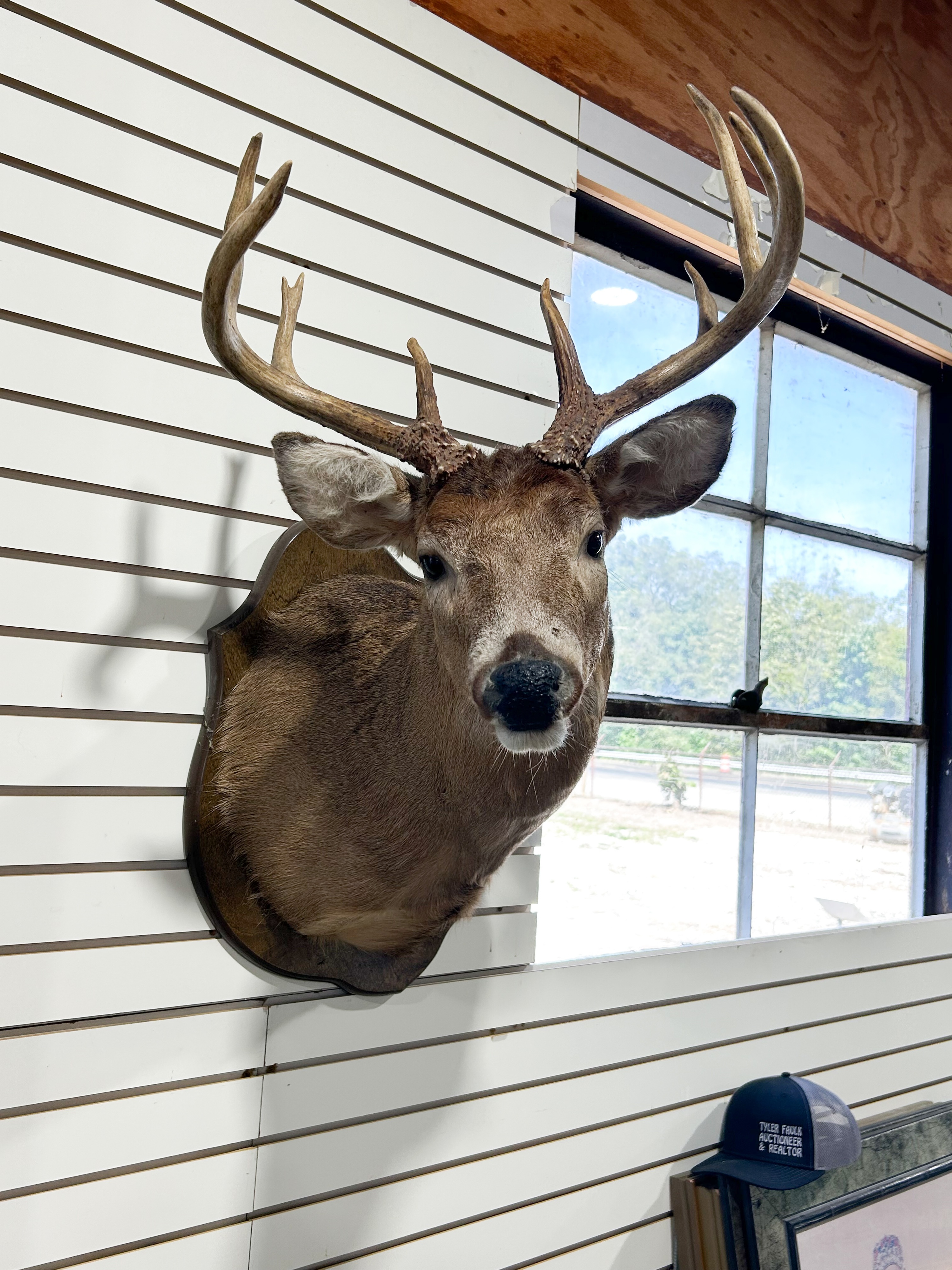 WHITE-TAILED DEER TAXIDERMY SHOULDER MOUNT