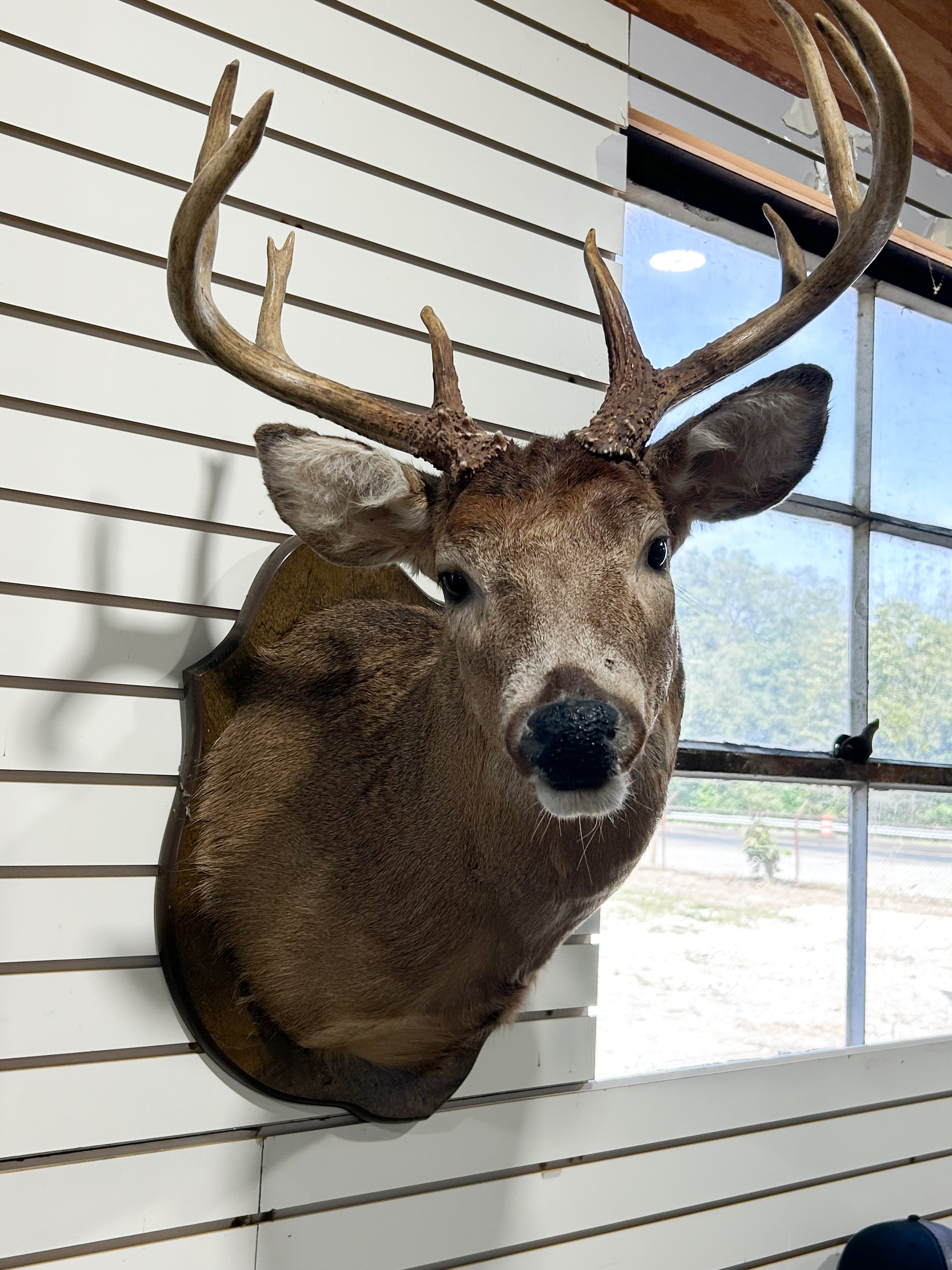 WHITE-TAILED DEER TAXIDERMY SHOULDER MOUNT
