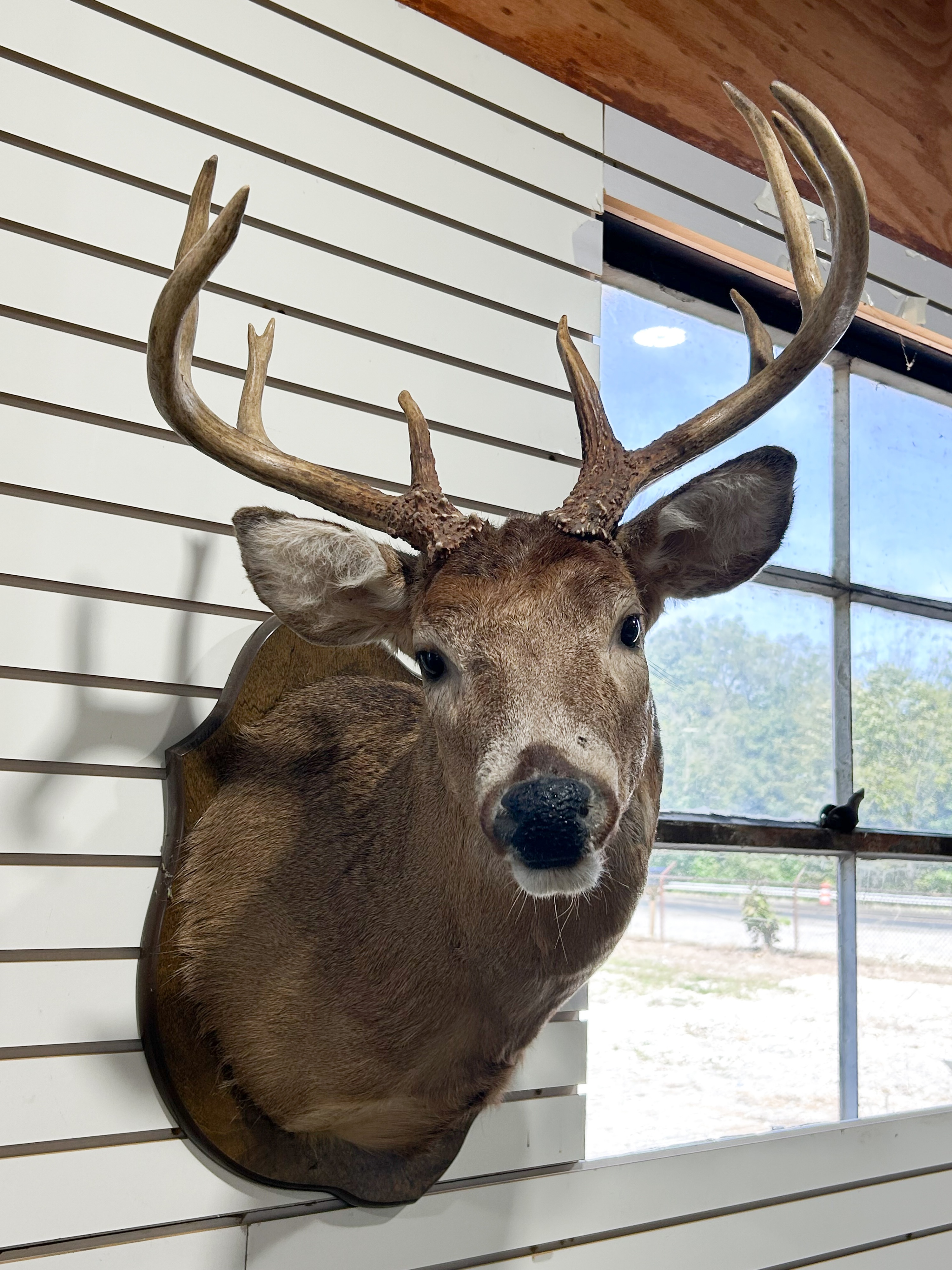 WHITE-TAILED DEER TAXIDERMY SHOULDER MOUNT