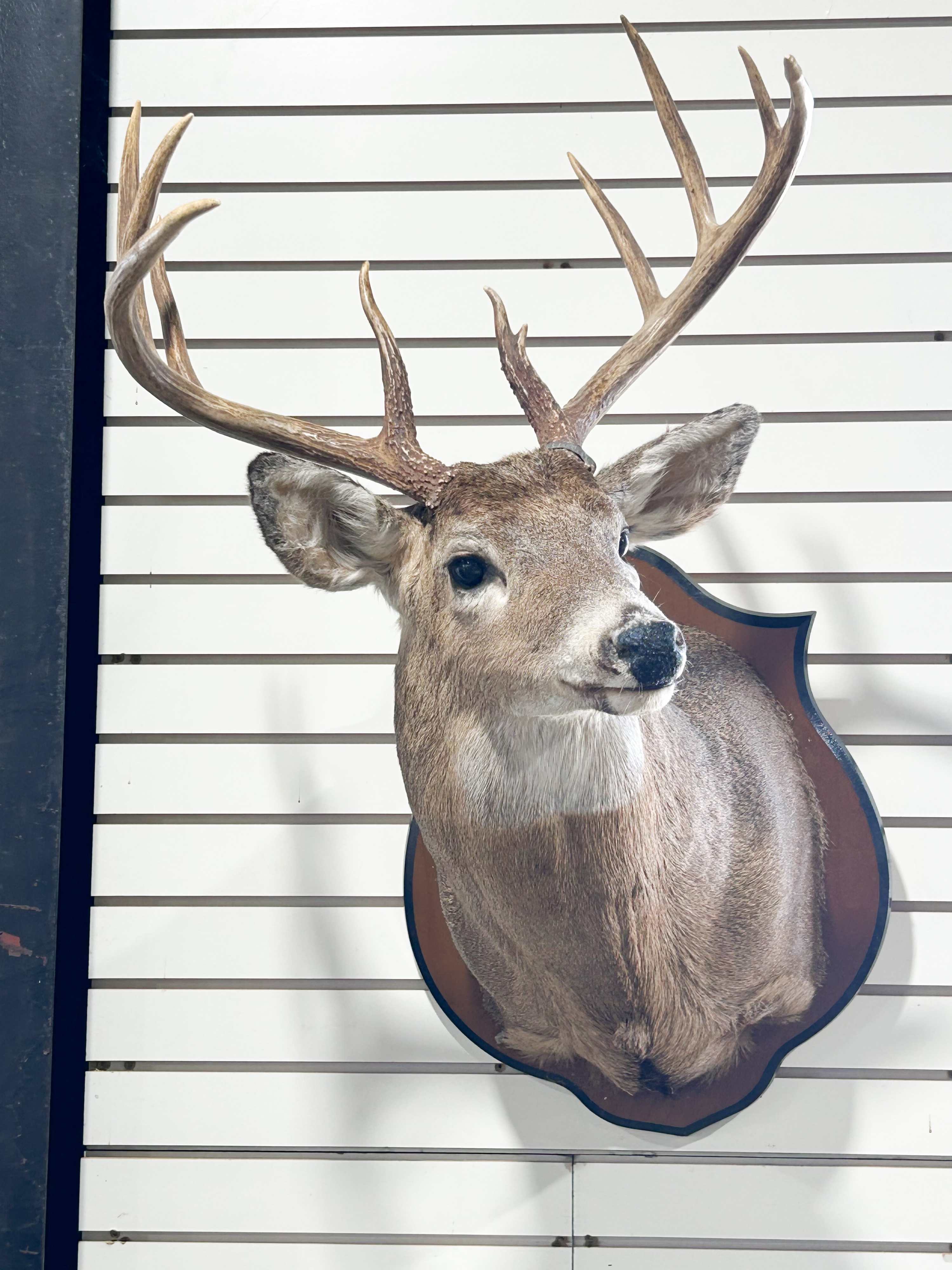 TEN-POINT WHITETAIL DEER SHOULDER MOUNT
