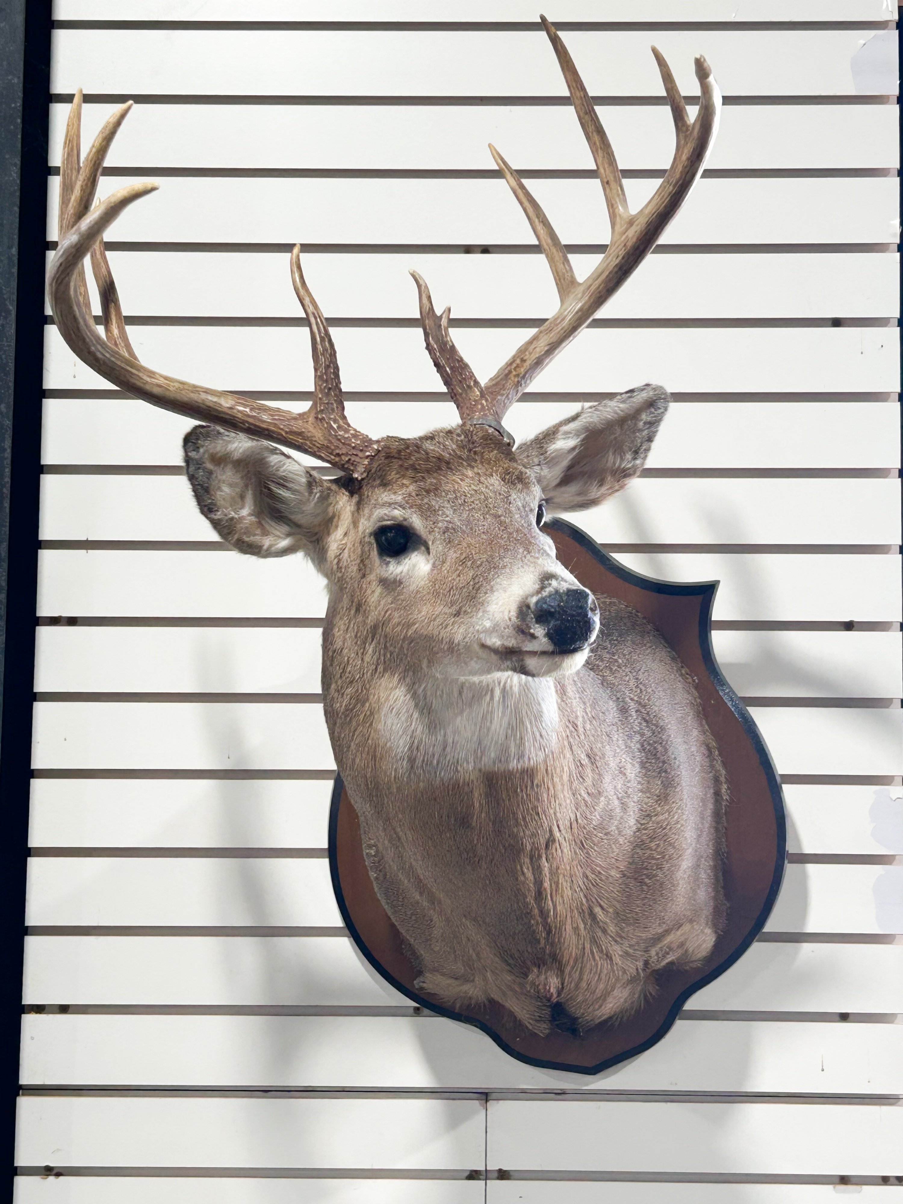 TEN-POINT WHITETAIL DEER SHOULDER MOUNT