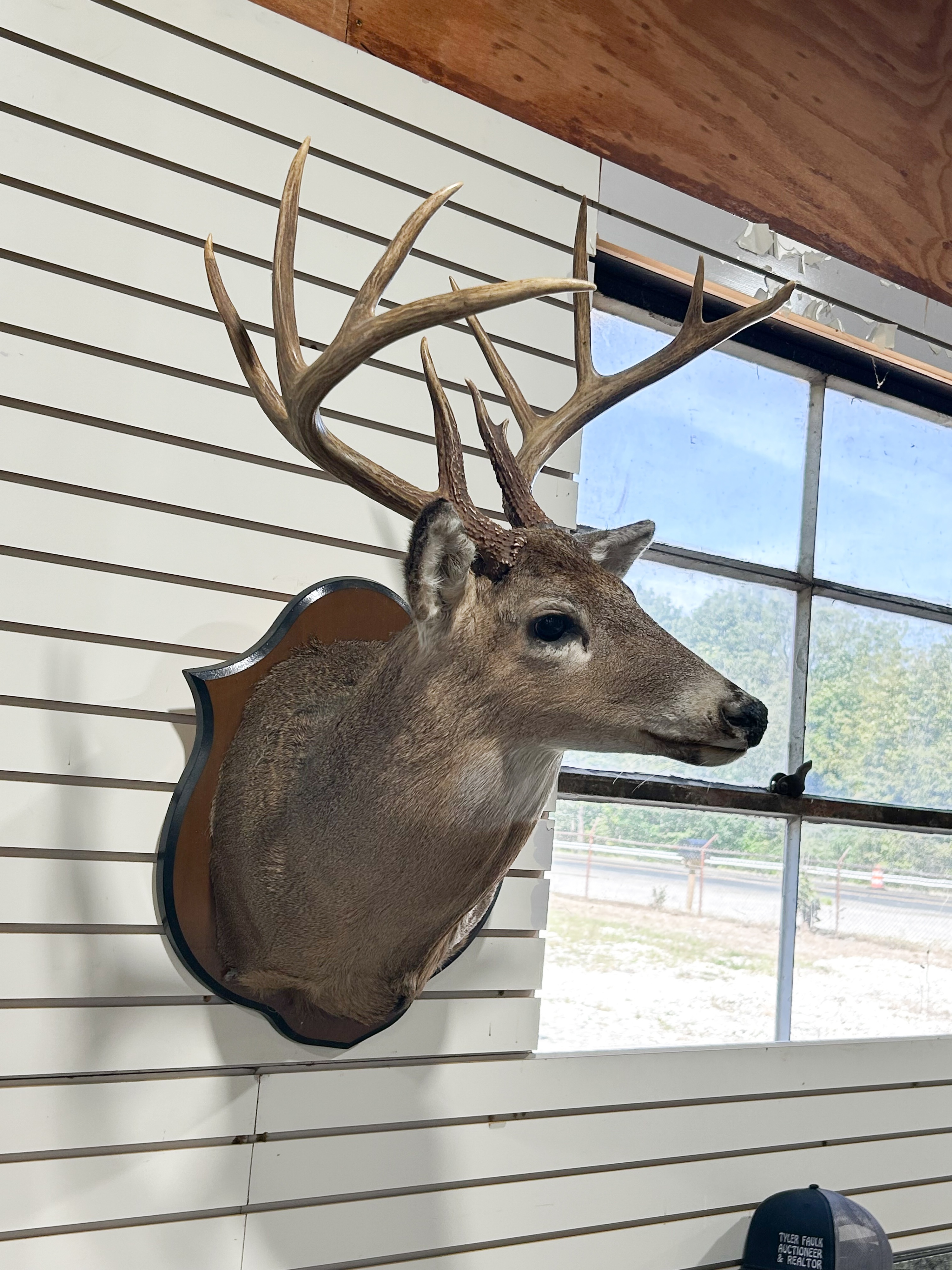 TEN-POINT WHITETAIL DEER SHOULDER MOUNT
