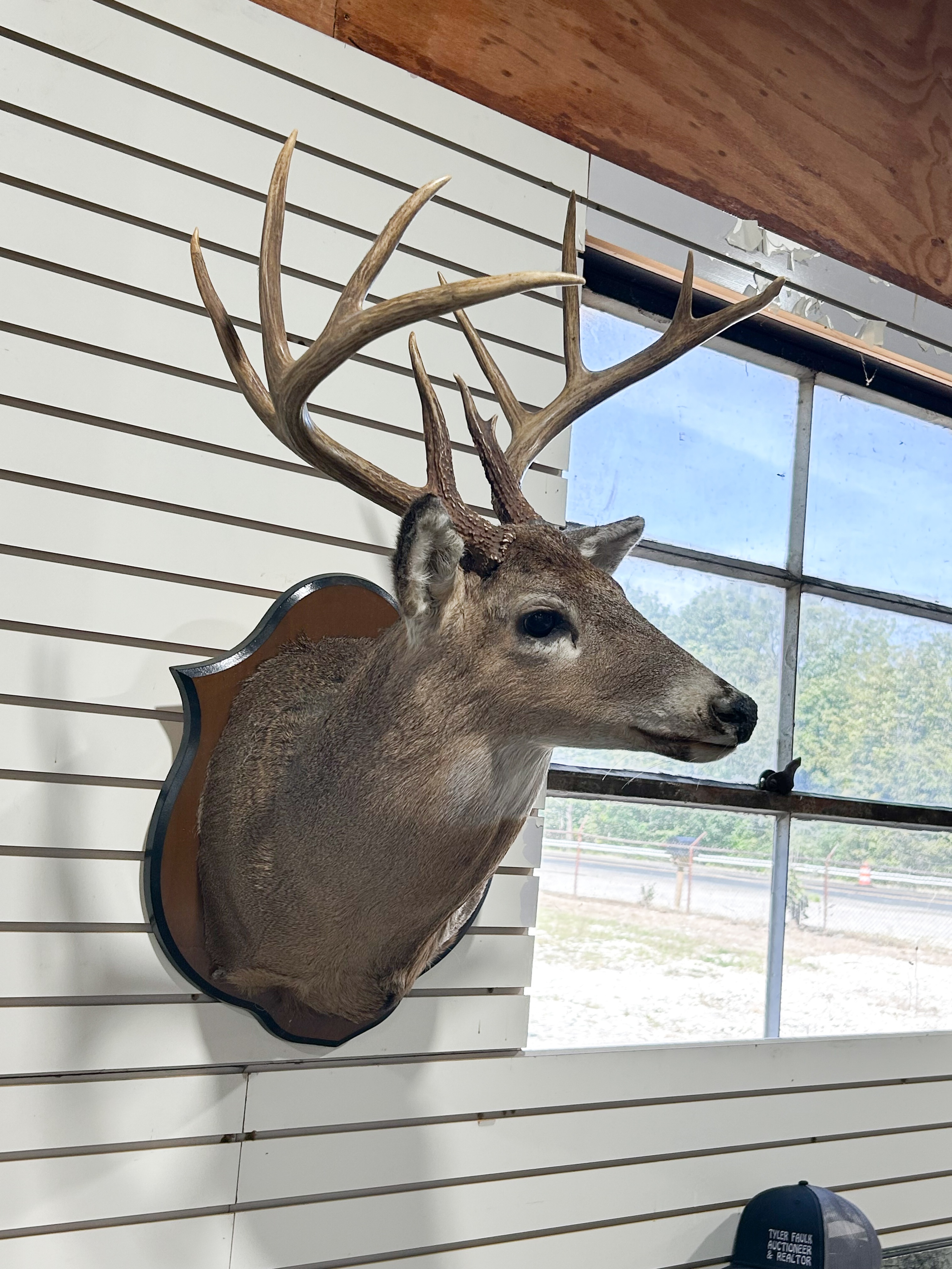 TEN-POINT WHITETAIL DEER SHOULDER MOUNT