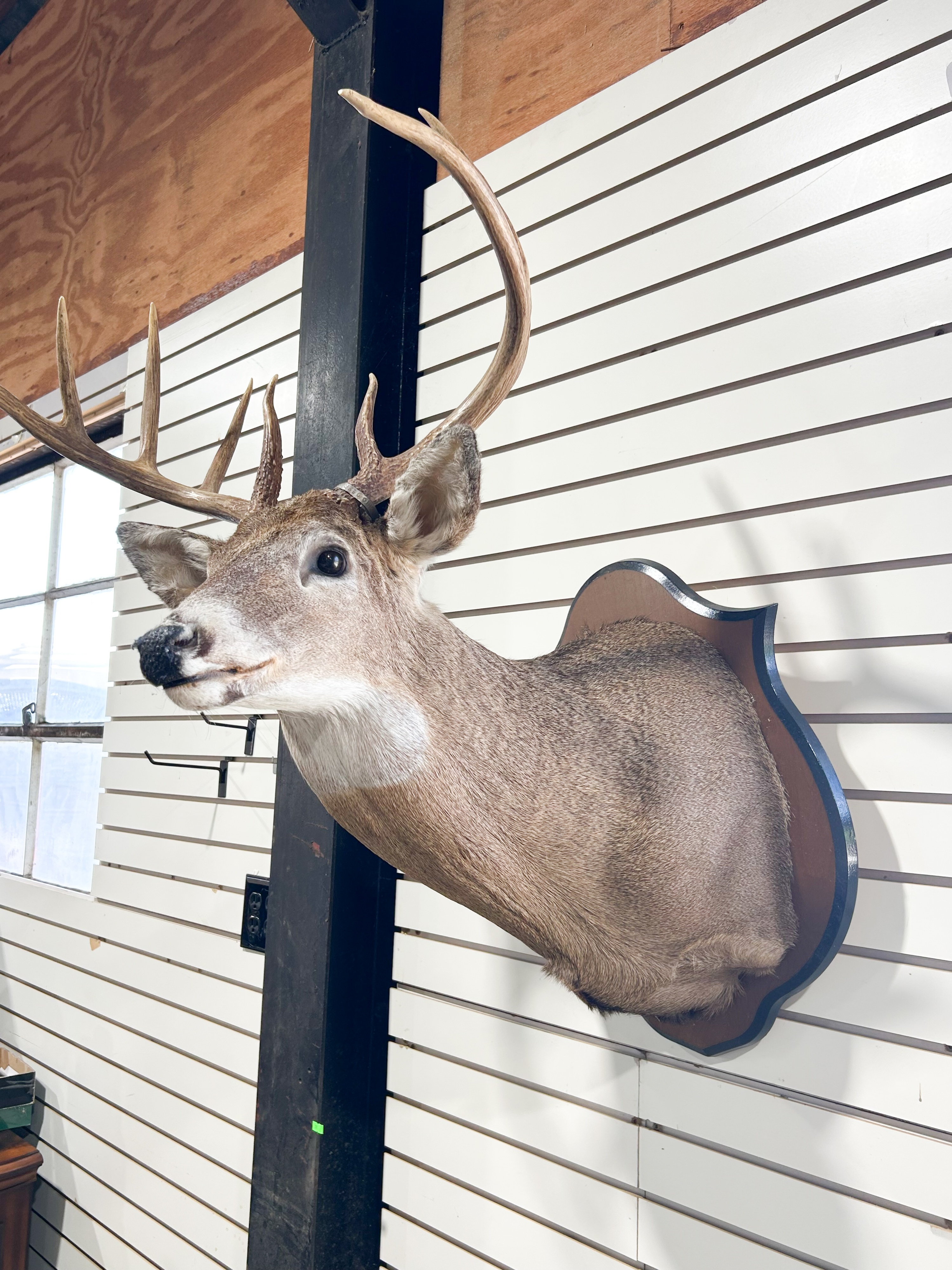 TEN-POINT WHITETAIL DEER SHOULDER MOUNT