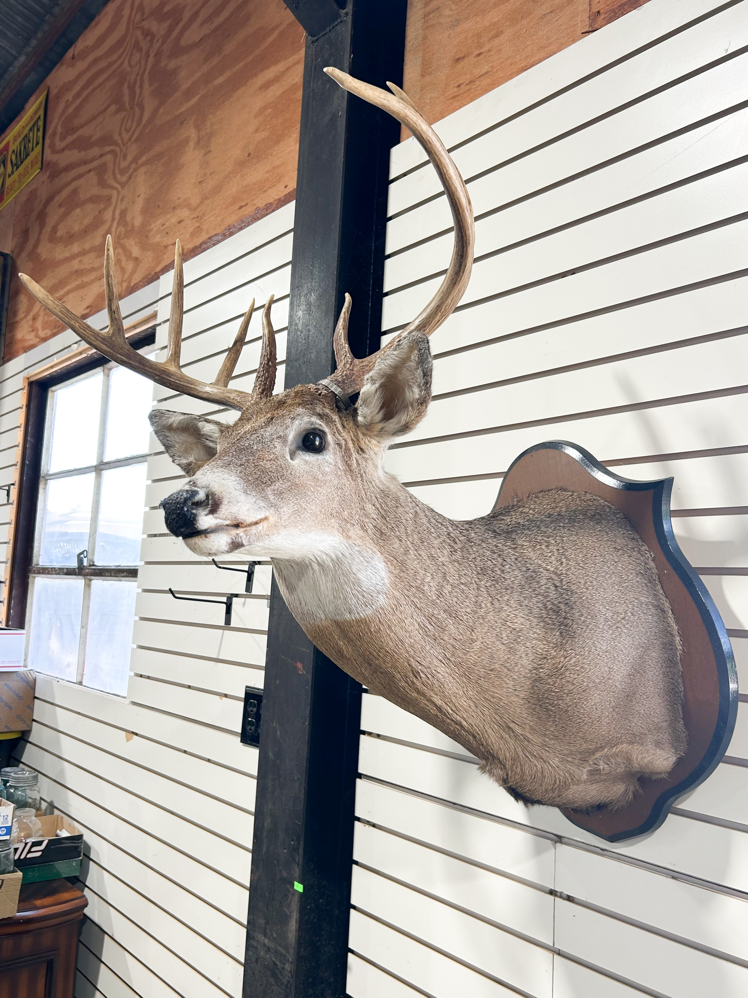 TEN-POINT WHITETAIL DEER SHOULDER MOUNT