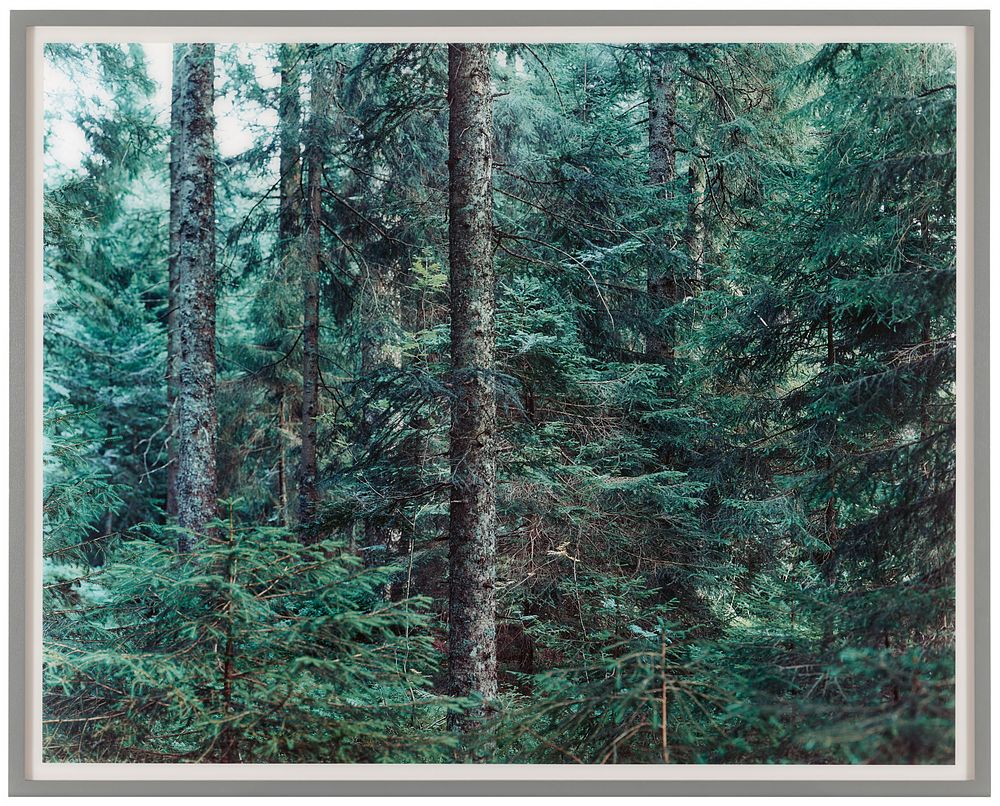 Thomas Struth: "Paradise 20 (Bayrischer Wald)". STRUTH, THOMAS 1954 Geldern/Lower Rhine 