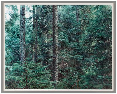 Thomas Struth: "Paradise 20 (Bayrischer Wald)". STRUTH, THOMAS 1954 Geldern/Lower Rhine Title: 