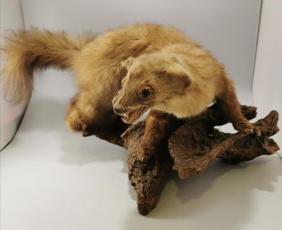 VINTAGE TAXIDERMY PINE MARTEN MOUNTED ON A LOG BASE - NOSE TO TAILE MEASURES 2FT