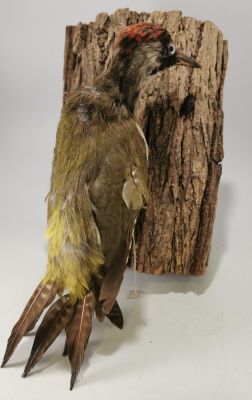 TAXIDERMY YAFFLE ON TREE (green woodpecker) 12 inches - D.O.E. NUMBER 050997