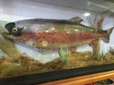 VINTAGE TAXIDERMY SALMON IN GLASS CASE 34 X 14 X 7 INCHES COLLECTION ONLY