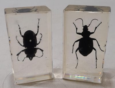 2 X TAXIDERMY BEETLES ENCASED IN CLEAR BLOCKS