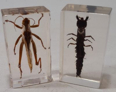 2 X TAXIDERMY INSECTS TO INCLUDE A GRASSHOPPER &amp; OTHER CREEPY CRAWLEY ENCASED IN CLEAR BLOCK