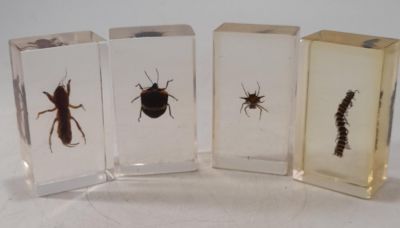 4 X TAXIDERMY INSECTS IN CLEAR BLOCKS
