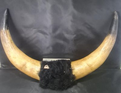 SET OF BULL HORNS WITH AN ARC OF 30"