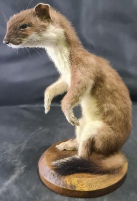 SUPER VINTAGE TAXIDERMY STOAT IN VGC 9 INCHES IN HEIGHT