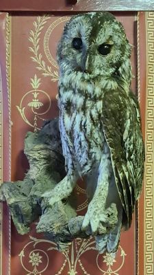 FANTASTIC EXAMPLE OF A TAXIDERMY TAWNY OWL ON A BRANCH 15 X 11 INCHES