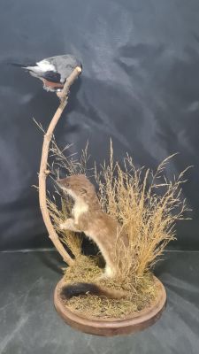 STOAT &amp; BULLFINCH TAXIDERMY STOAT TRYING TO CATCH BULLFINCH ON A BRANCH 18 X 9 INCHES