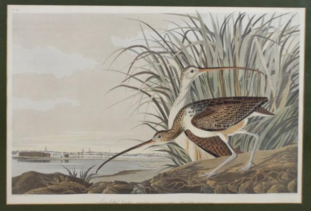 Lot 159: John James Audubon Lithograph Long-Billed Curlew