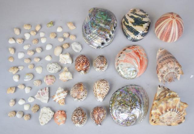 Lot 312: Grouping of Shells & Coral