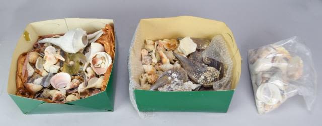 Lot 313: Grouping of Shells & Coral