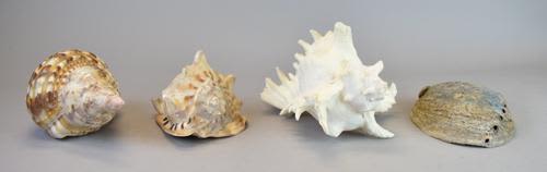 Lot 167: Grouping of Shells