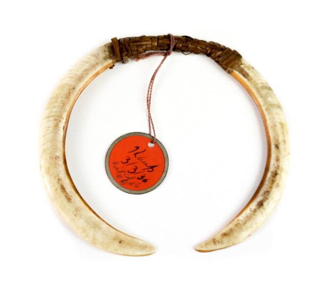 Lot 156: Sepik Nose Piece, Boar Tusks bound Rattan Fiber