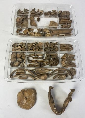 Lot 231: Human Bones from an Archaeological Dig