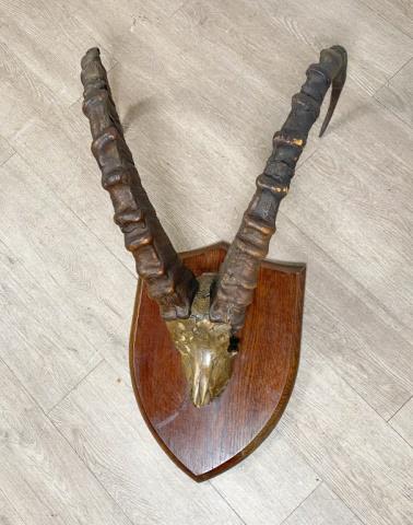Lot 222: Antique Ibex Taxidermy