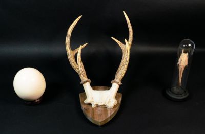 3 Piece Natural History Grouping. 3 piece natural history grouping. Ostrich egg on carved wooden 