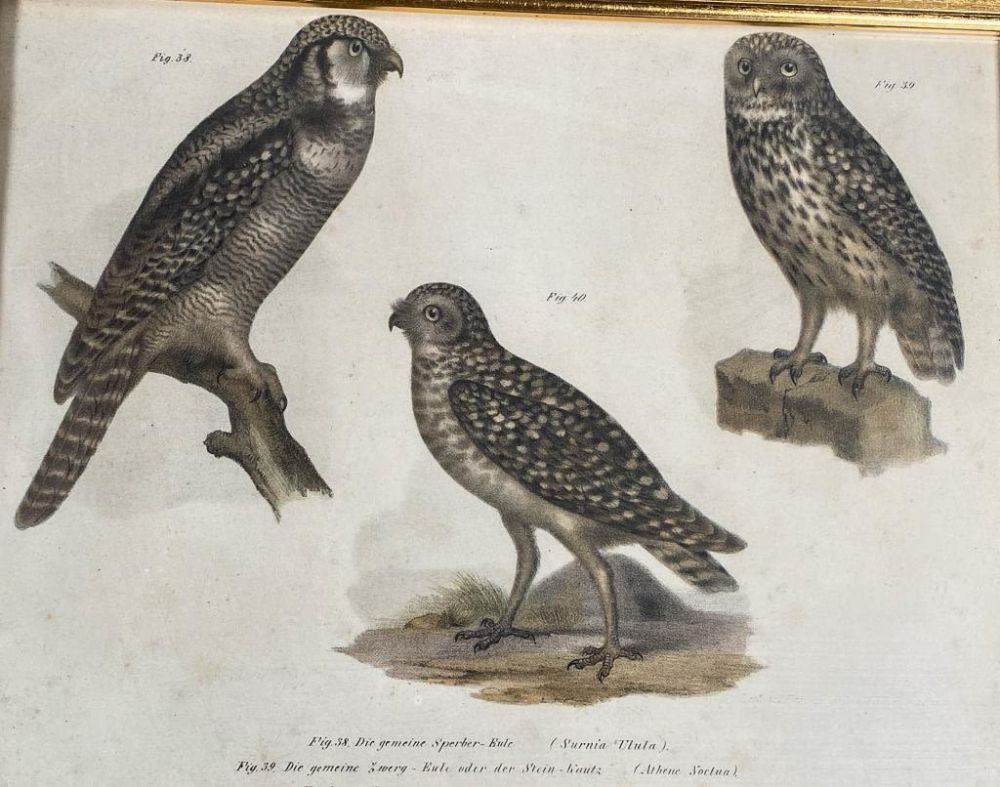 Lot 177: 19th Century Ornithological Owl Lithograph
