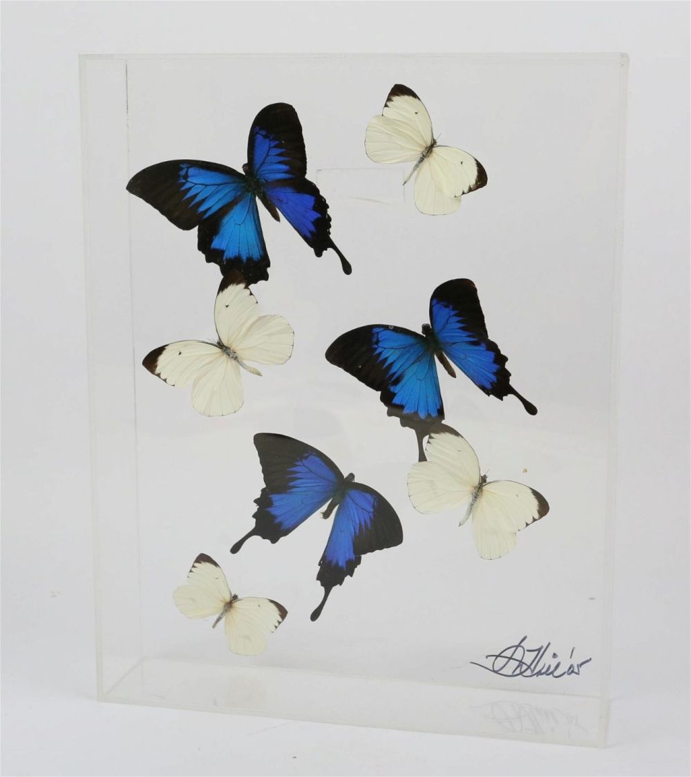 Lot 449: Swallowtail & Great Southern White Butterflies
