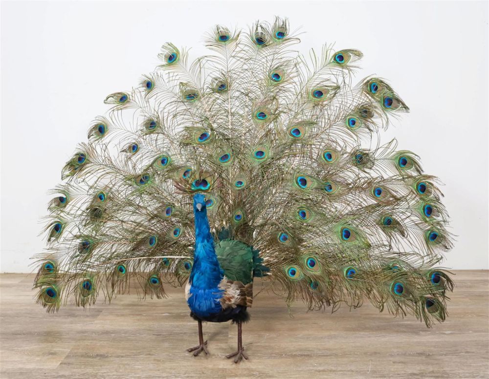 Lot 316: Spread Feathers Taxidermy Peacock