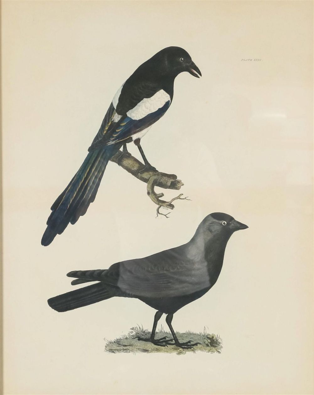 Lot 317: Prideaux John Selby Ornithological Engraving