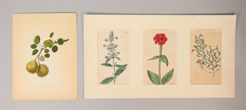 Lot 376: 4 Botanical Engravings