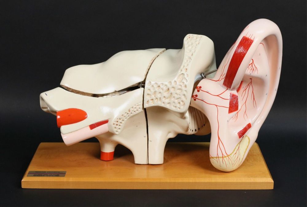 Lot 304: Markham Anatomical Model Ear
