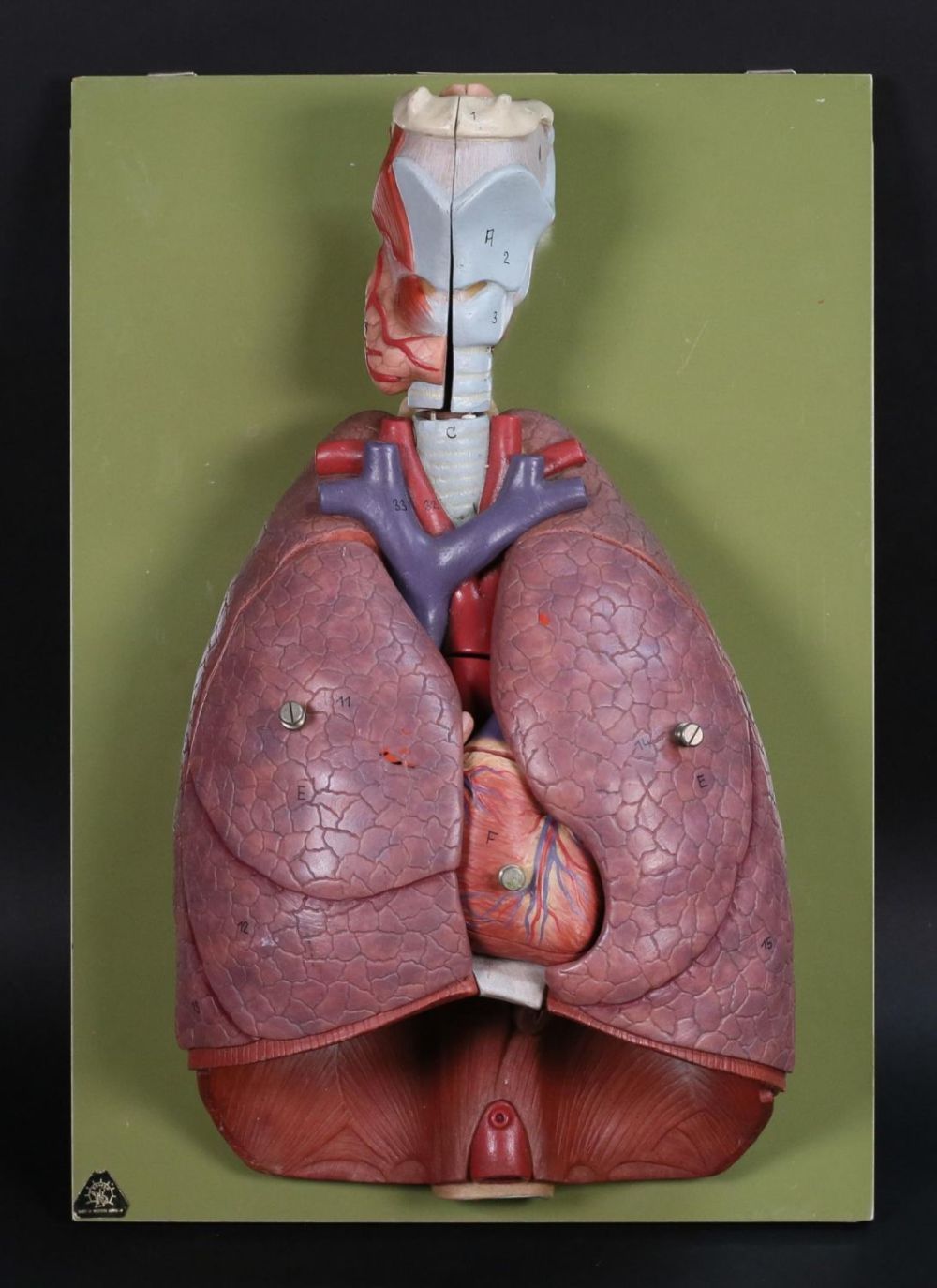 Lot 305: Somso Anatomical Model Thoracic Organs