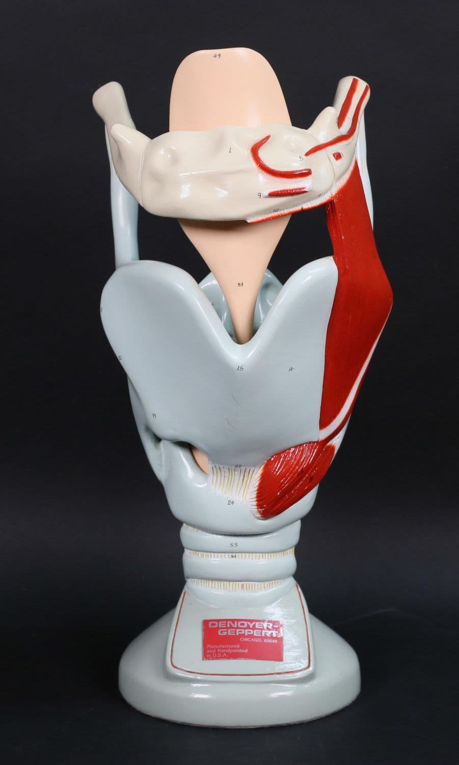 Lot 307: Denoyer-Geppert Anatomical Model Larynx