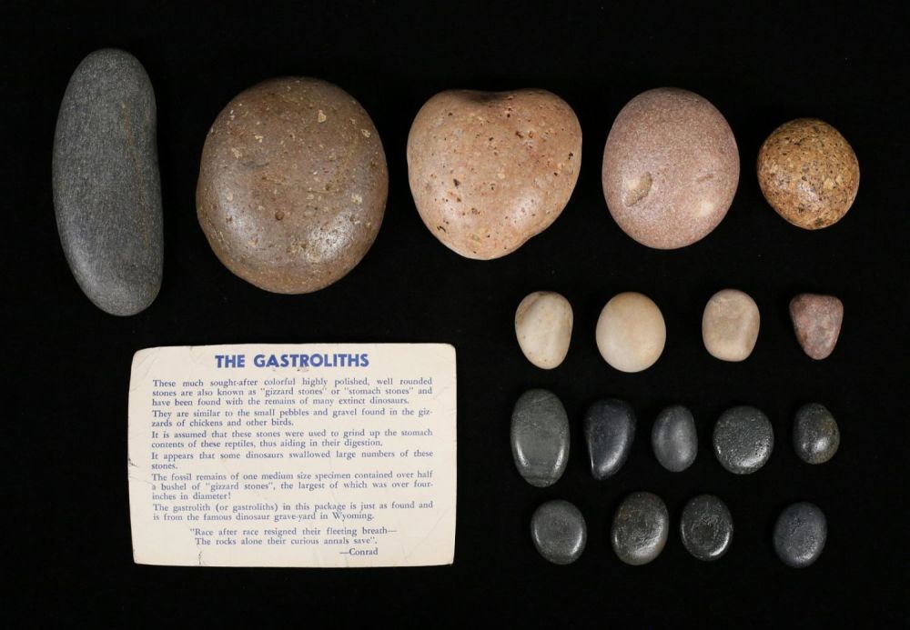 Lot 334: 20 Gastroliths Dinosaur Gizzard Stones Wyoming