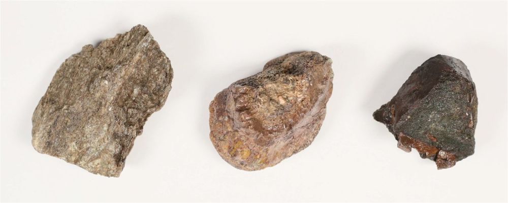 Lot 336: 3 Fossilized Dinosaur Vertebra from Stegosaurus