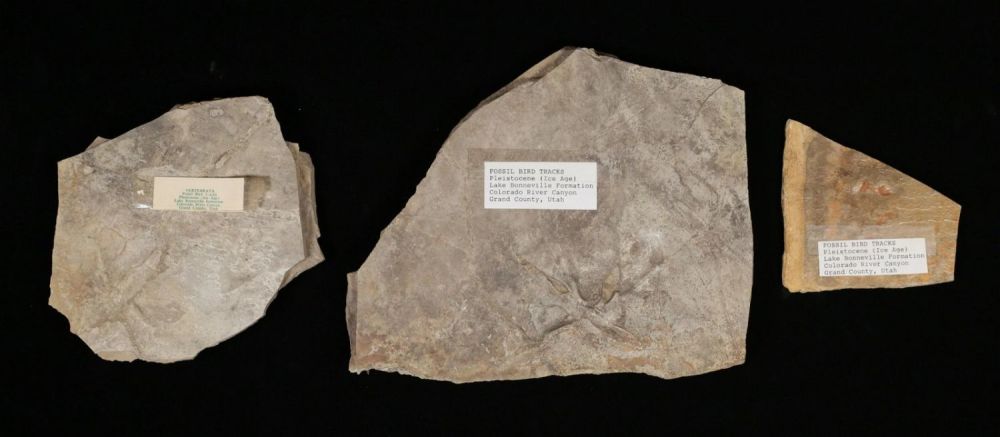 Lot 340: 2 Fossil Bird Tracks