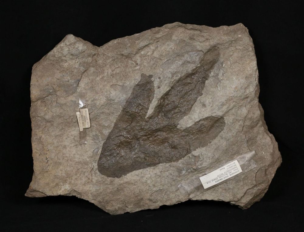 Lot 341: Fossilized Dinosaur Foot Print
