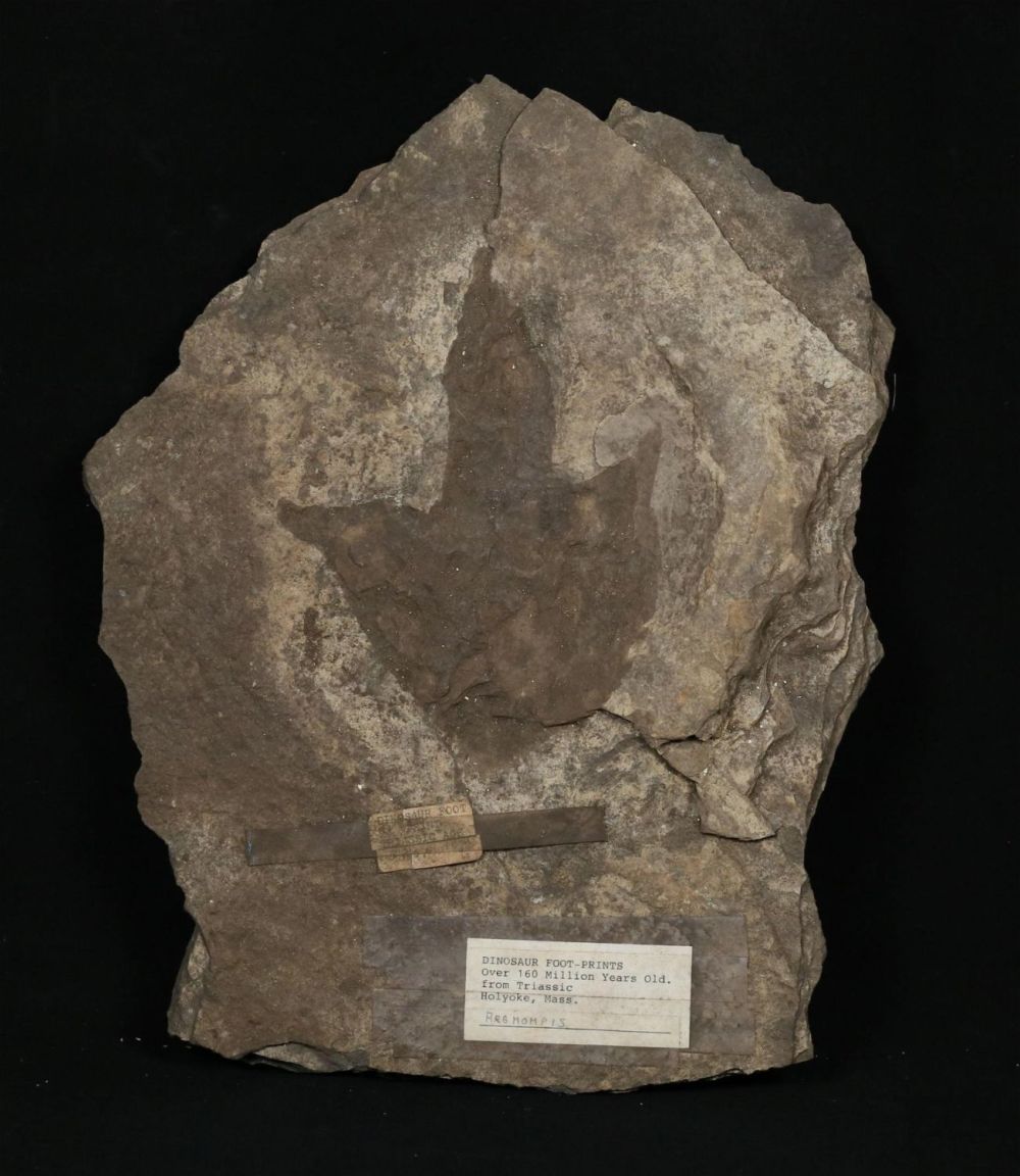 Lot 342: Fossilized Dinosaur Foot Prints Triassic
