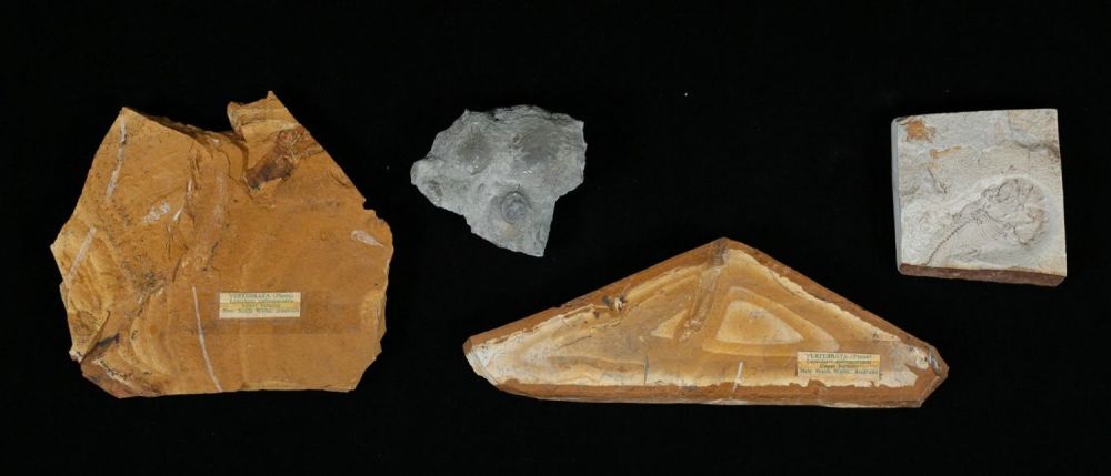 Lot 343: Grouping Of Fossil Fish