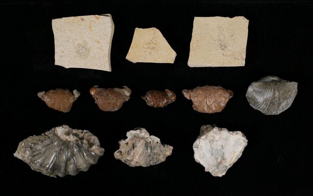 Lot 344: Fossil Collection Crab Ammonite Crinoid