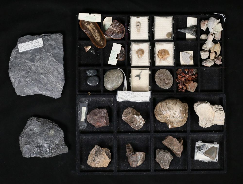 Lot 345: Fossil Fern Nautilus Dinosaur Bone Trilobite